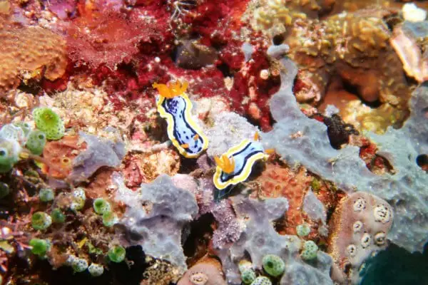 nudibranchs