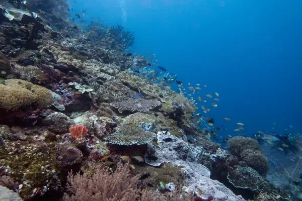 Sloping reefs in Napantao Marine Sanctuary