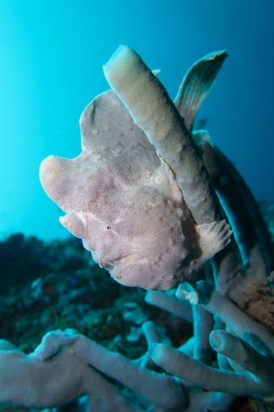 Giant frogfish on a sponge