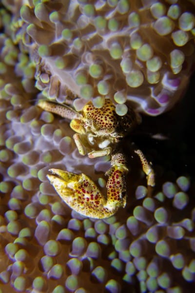 Porcelain crab