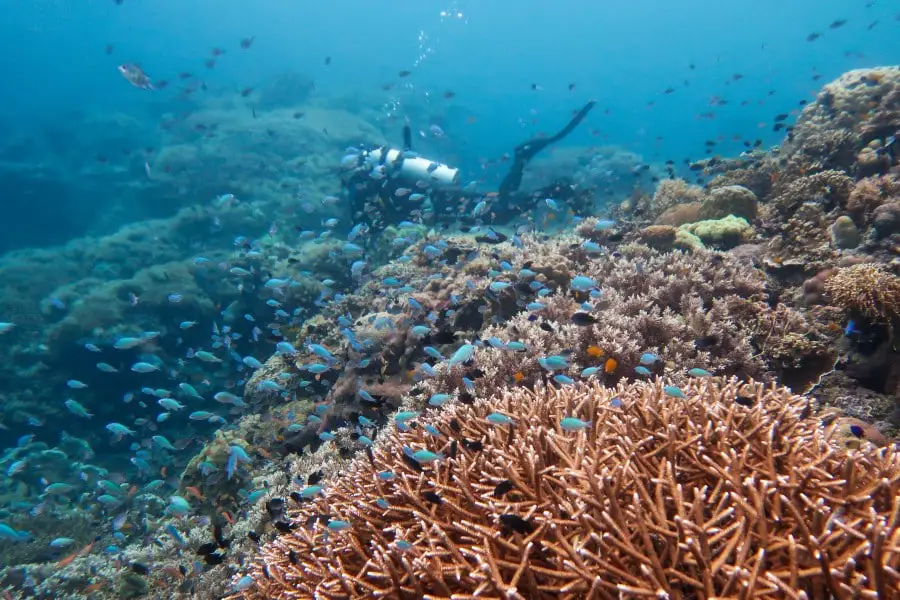 scuba diving in limasawa island