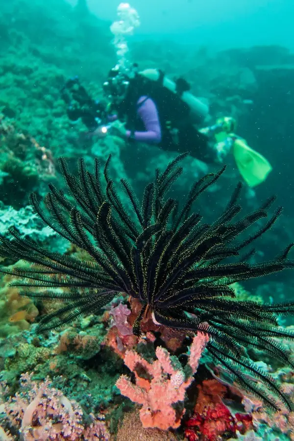 Exploring Zack's Cove at Limasawa Island