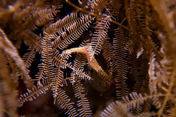 shrimp in hydroid