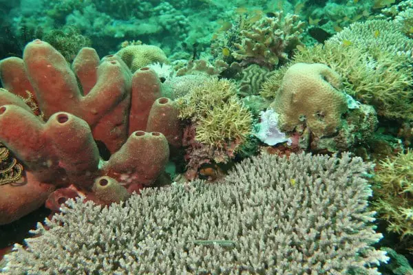 Corals and Sponges in Limasawa Island