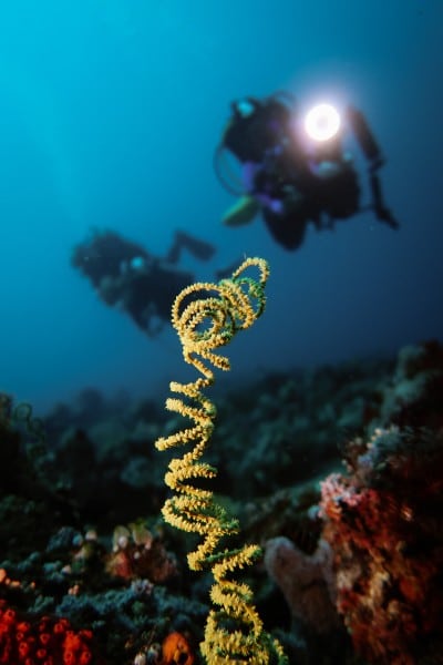 whip coral with diver