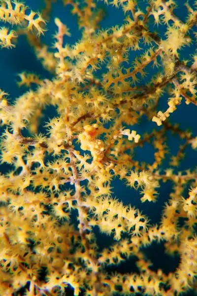 Yellow pygmy seahorse at Limasawa