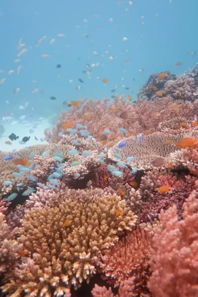 Colorful reef at sogod bay