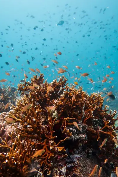 Fire corals and orange anthias