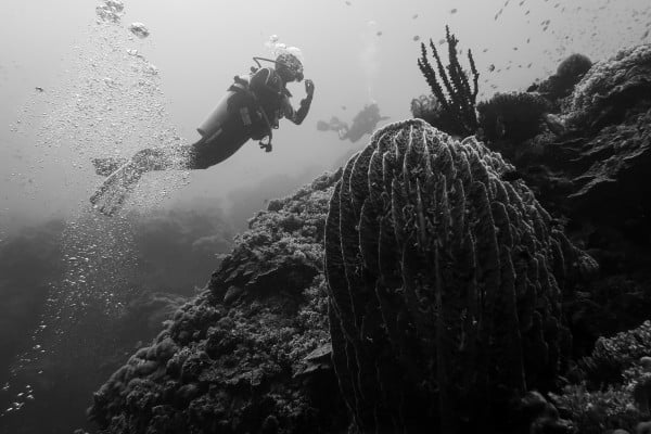 Giant Barrel Sponges