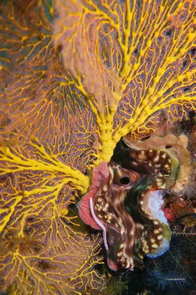 Giant clam with sea fan