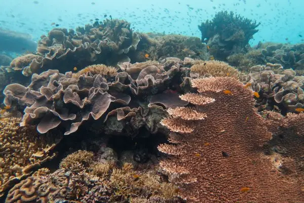 Coral species in Limasawa