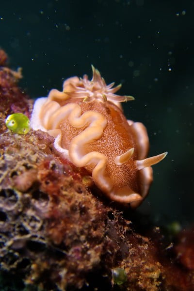 Glossodoris rufomarginata