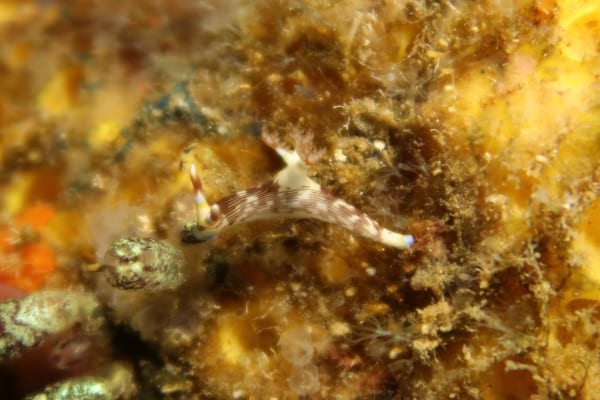 nembrotha lineolata nudibranch