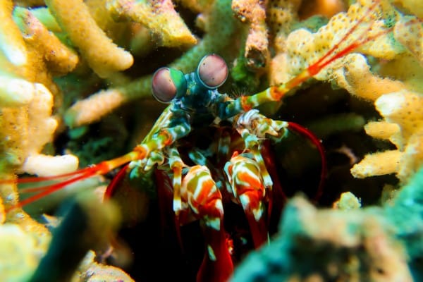 peacock mantis shrimp