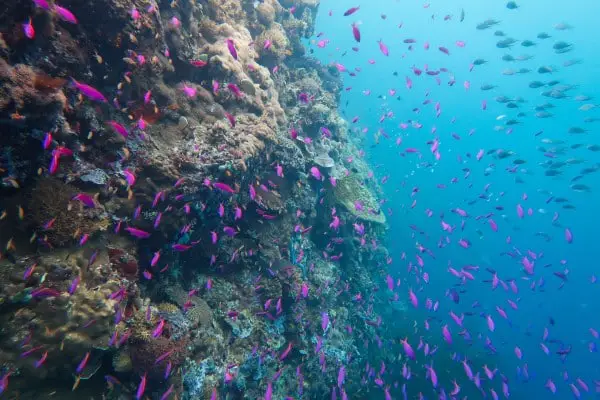 Purple anthias