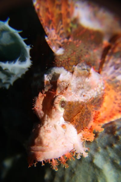 scorpion fish