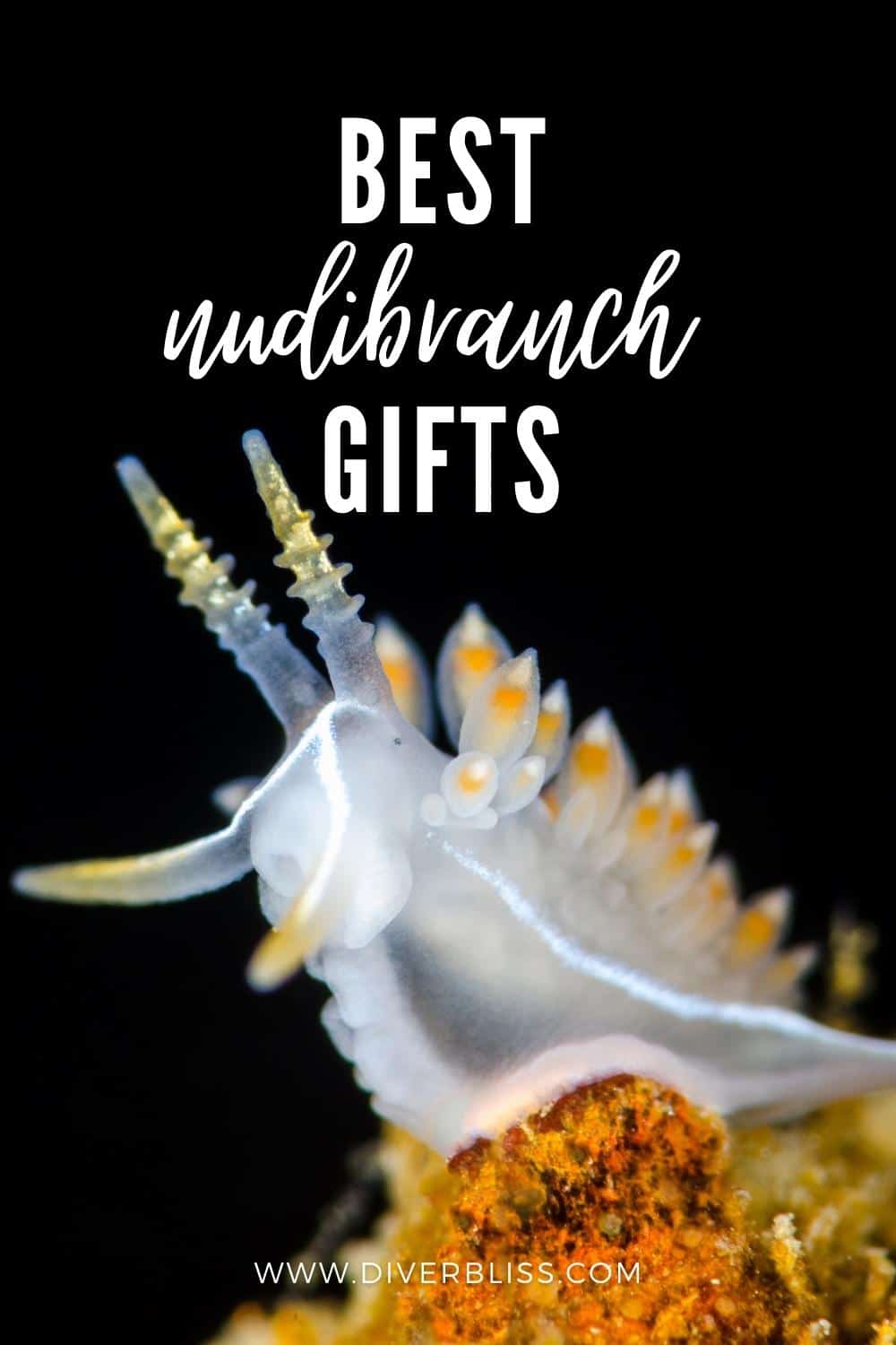 best nudibranch gifts