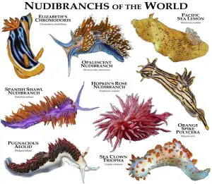 Nudibranchs of the World Poster by Wildlife Art by Roger