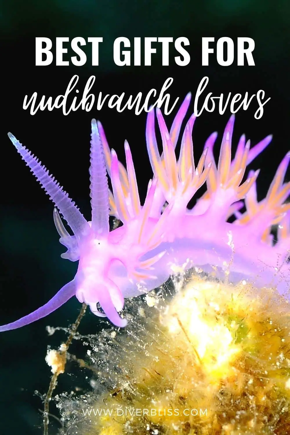 best gifts for nudibranch lovers