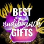 best nudibranch gifts