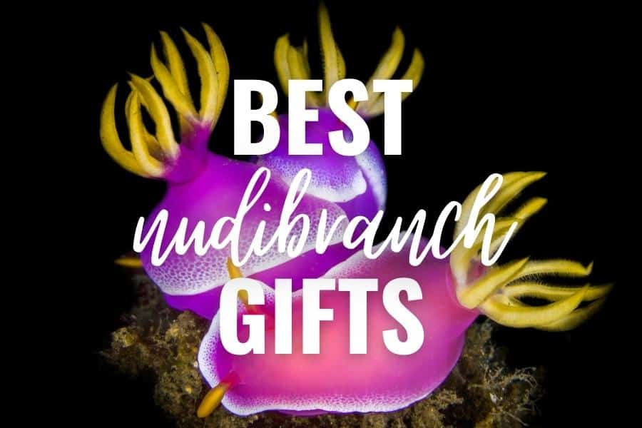 best nudibranch gifts