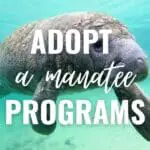 adopt a manatee program