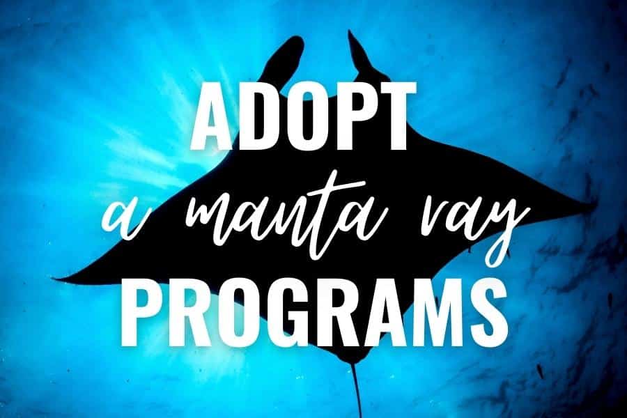 adopt a manta ray programs list