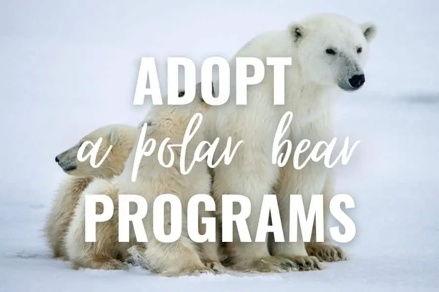 adopt a polar bear programs
