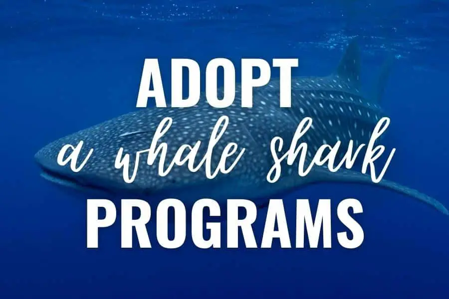 best adopt a whale shark programs list