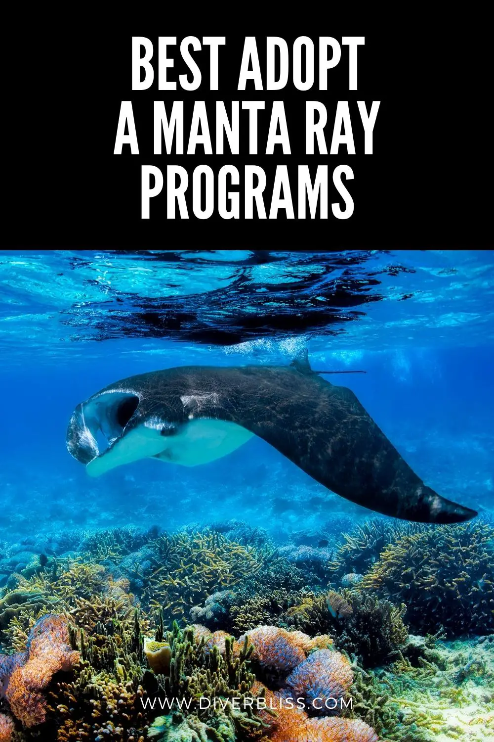 best adopt a manta ray programs