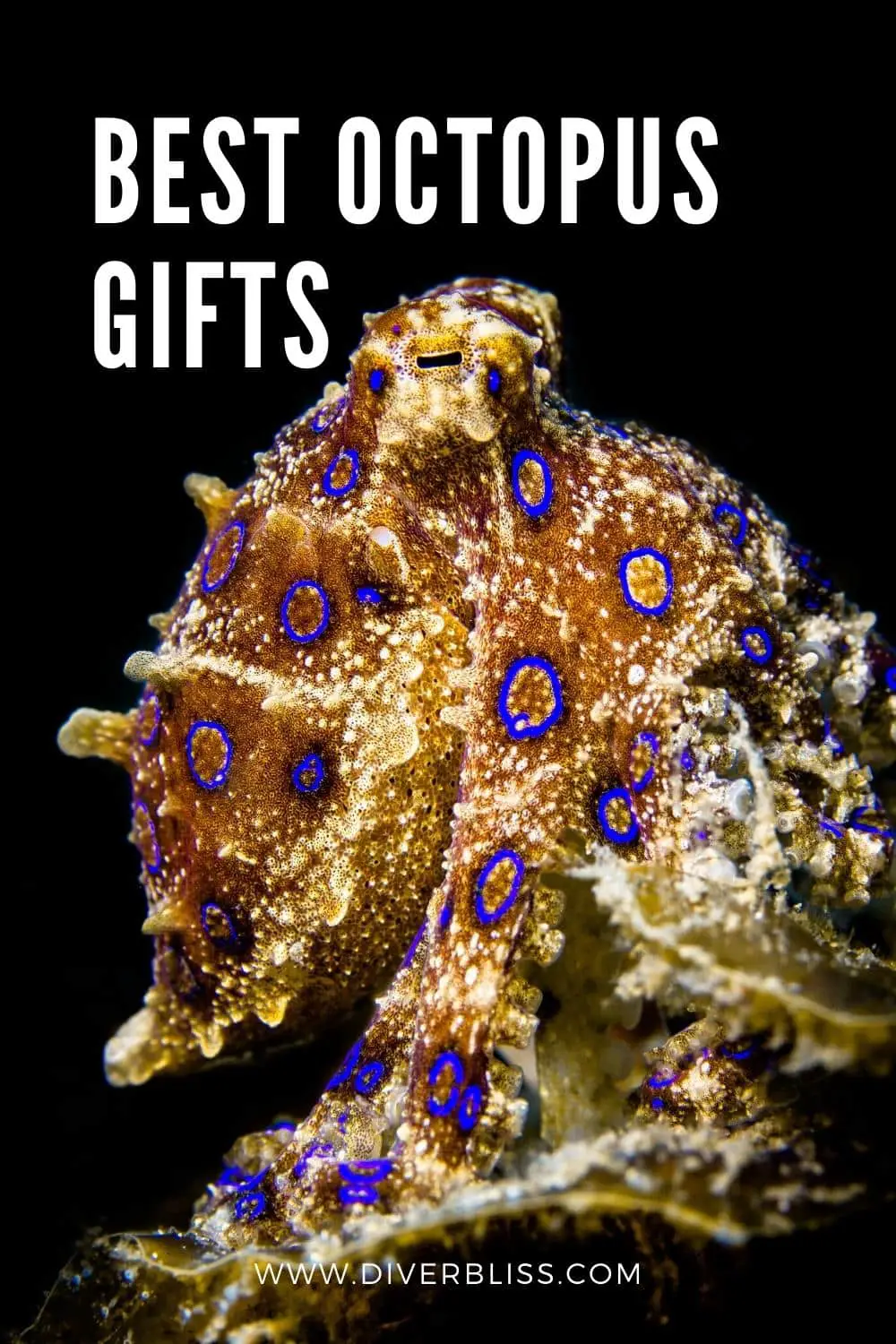 Best octopus gifts