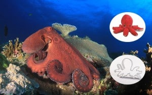 Oceana Adopt an Octopus 
