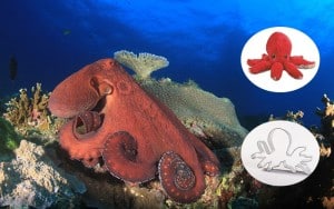 Oceana Adopt an Octopus