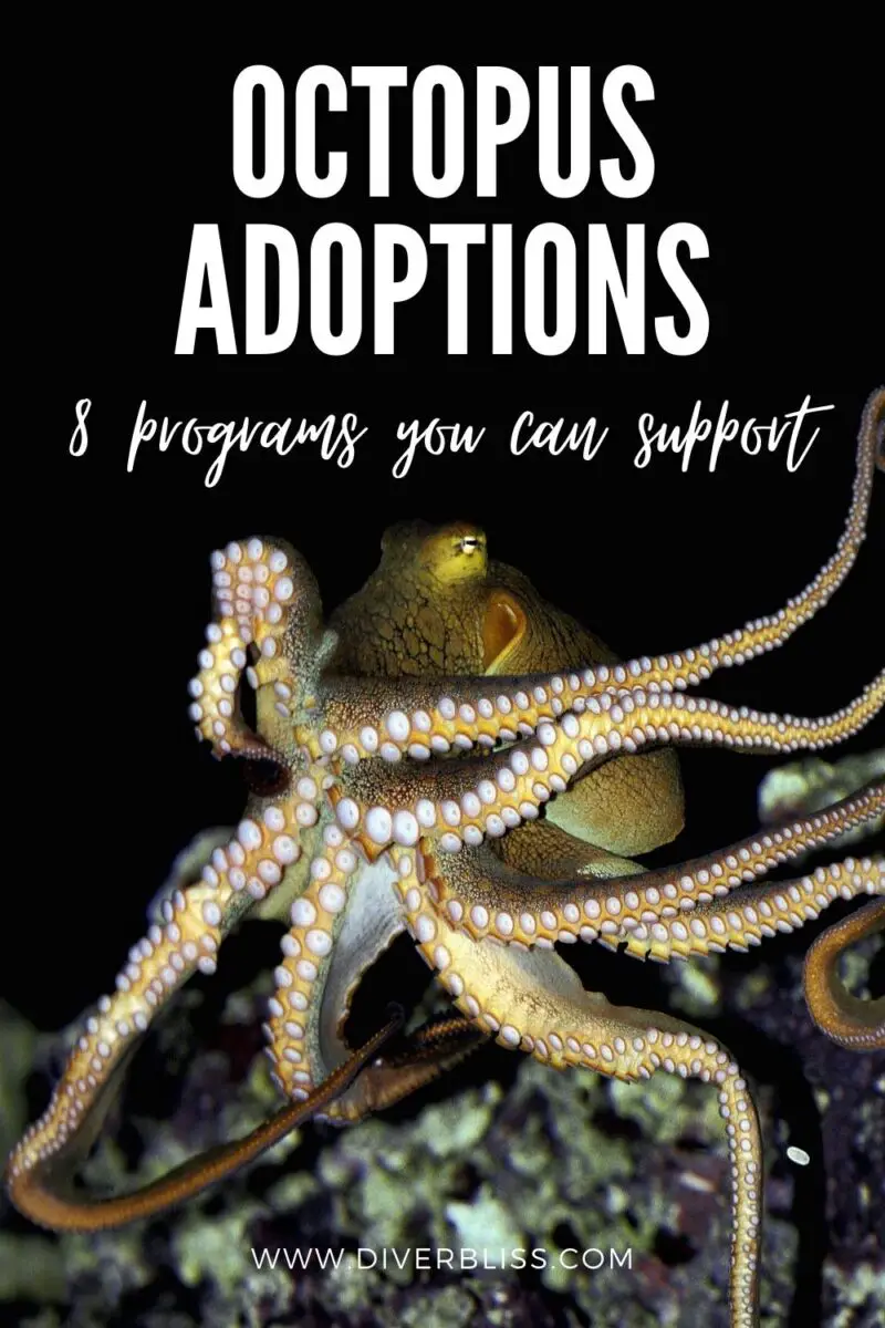 8 Best Adopt An Octopus Programs For Cephalopod Lovers