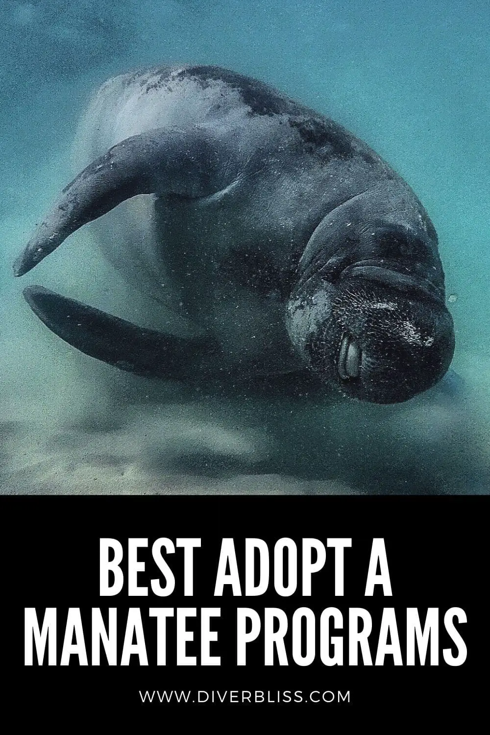 best adopt a manatee programs