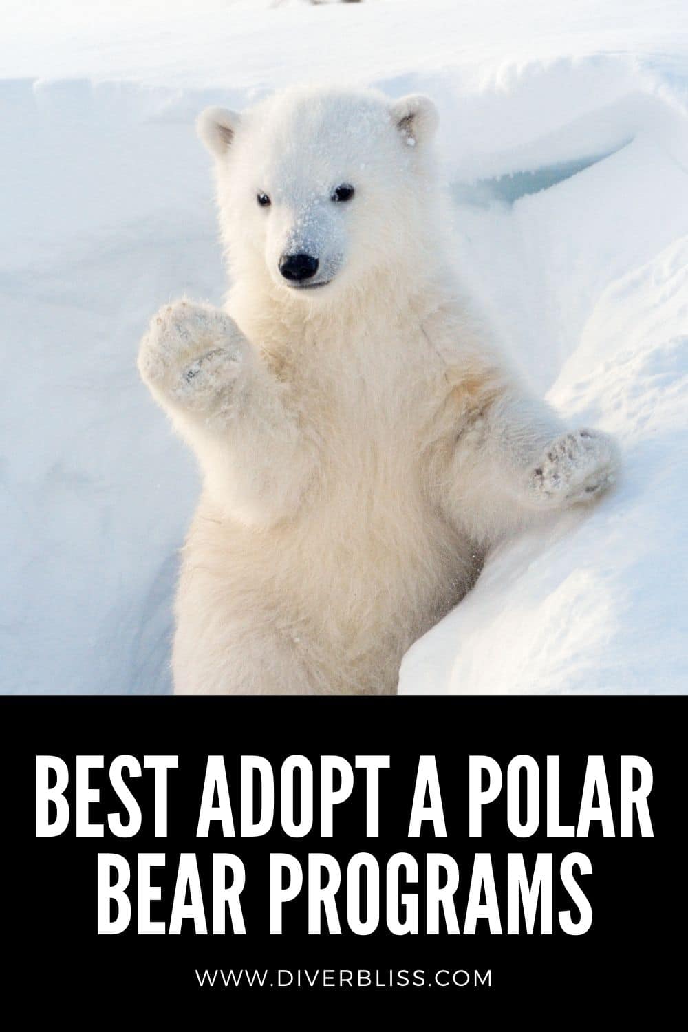 best adopt a polar bear programs