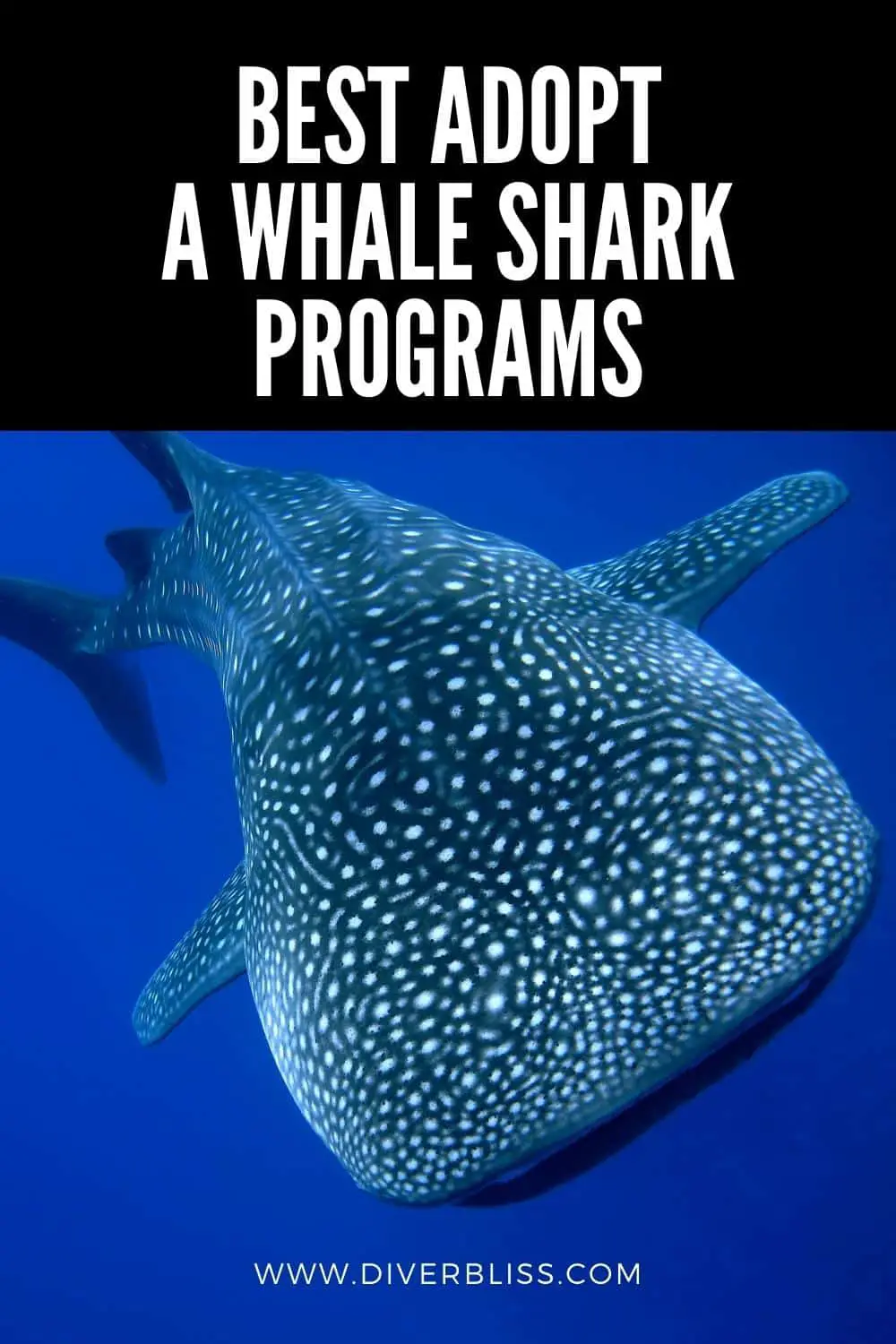 best adopt a whale shark programs