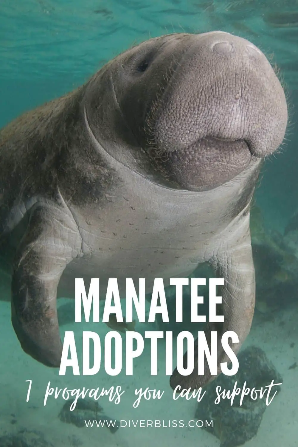 manatee adoptions programs you can support