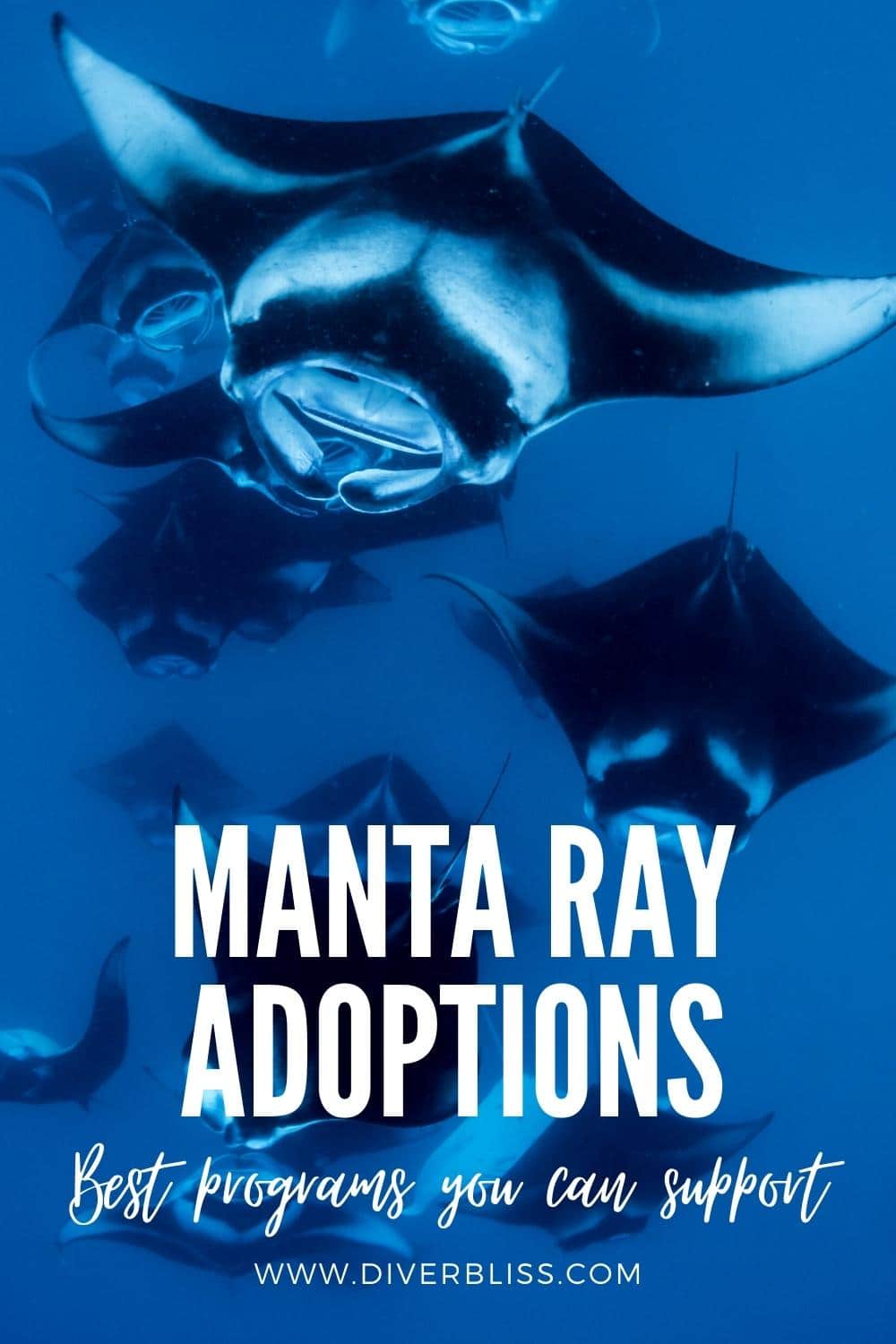 best manta ray adoptions programs you can support