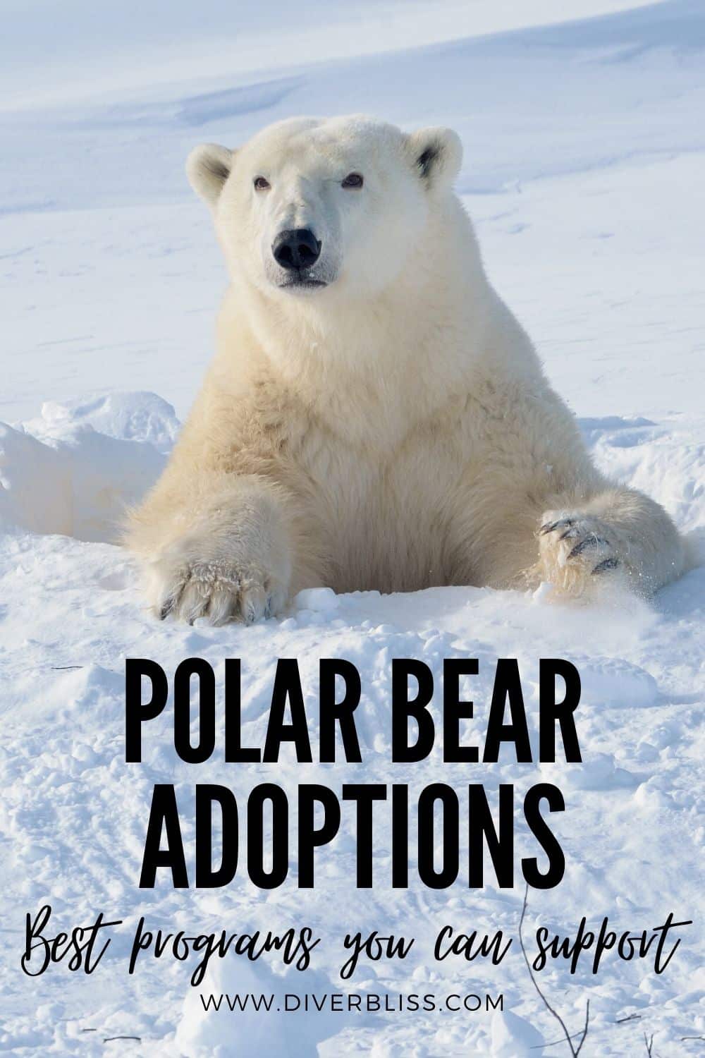 polar bear adoptions best programs you can support