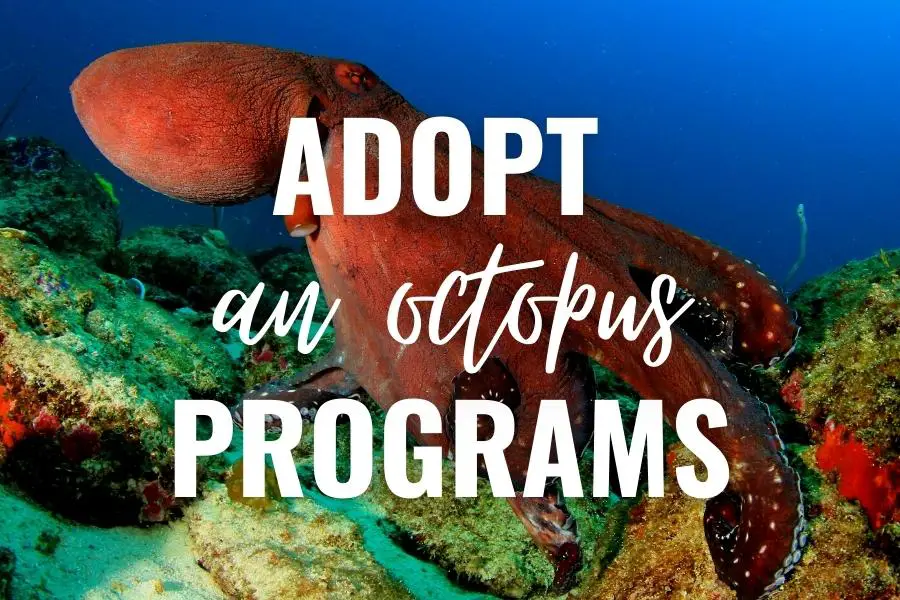 symbolically adopt an octopus programs