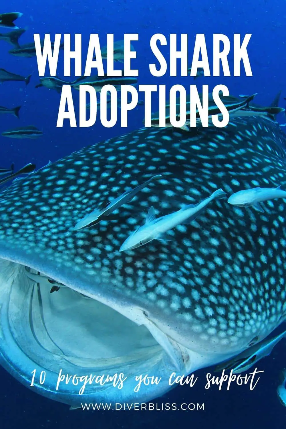 whale shark adoptions