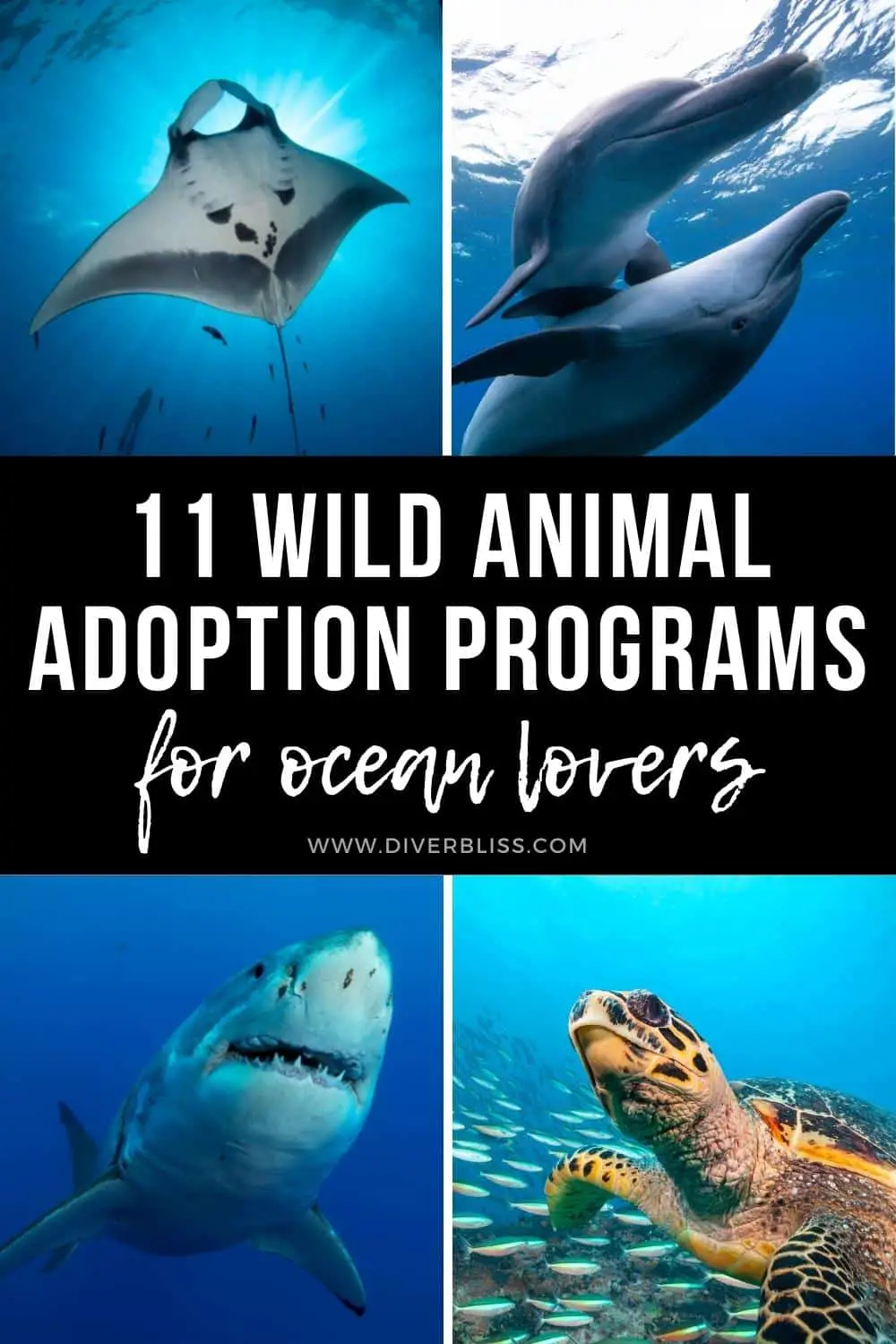 11 wild animal adoption programs for ocean lovers