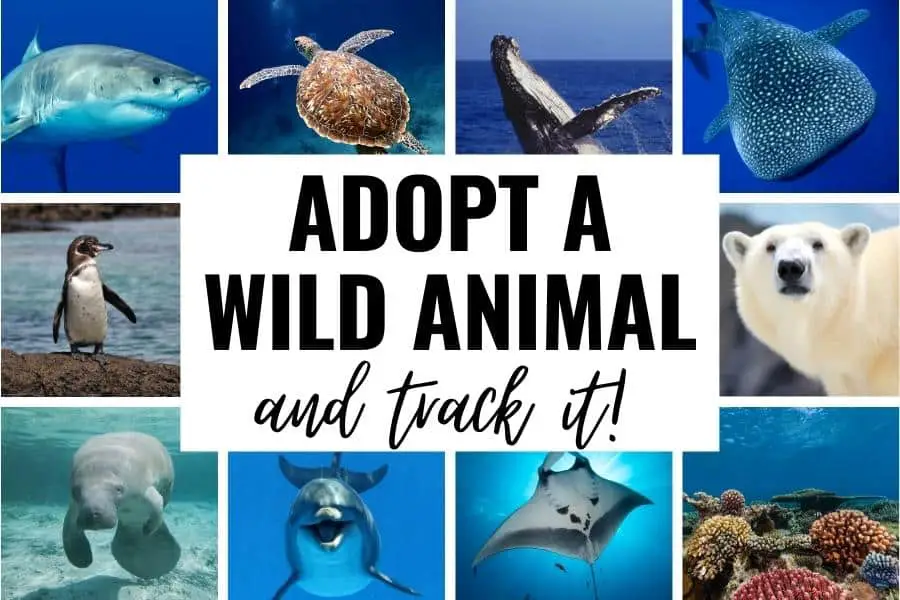 Adopt A Wild Animal And Track It: 11 Wildlife Adoptions For Ocean Lovers