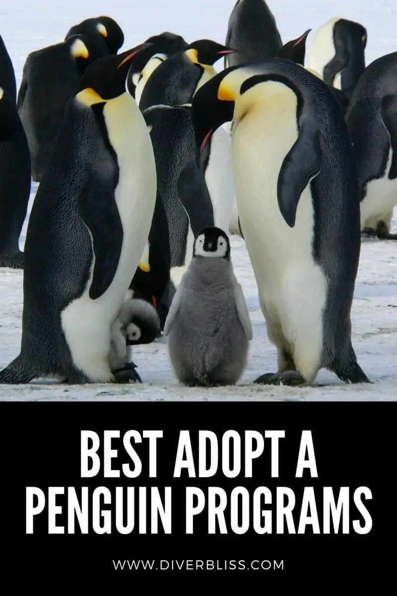 10 Best Adopt A Penguin Programs That Save The Adorable Sea Birds