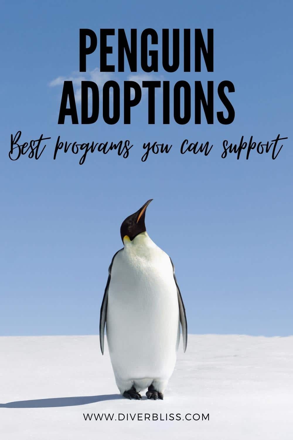 penguin adoptions