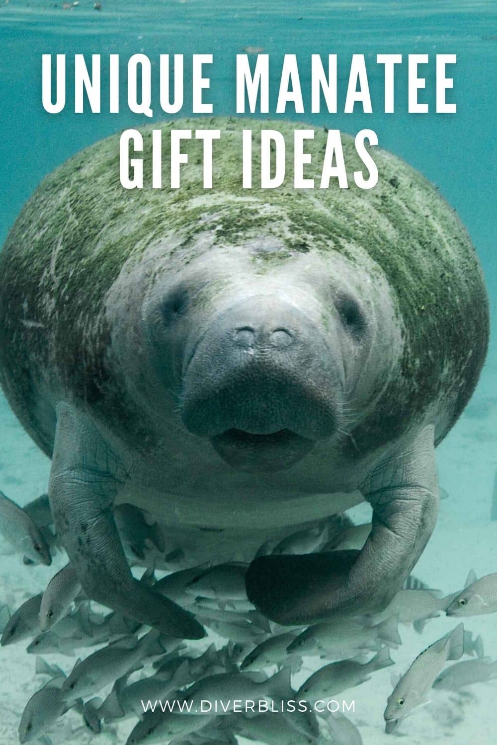 unique manatee gift ideas