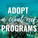 adopt a coral reef programs