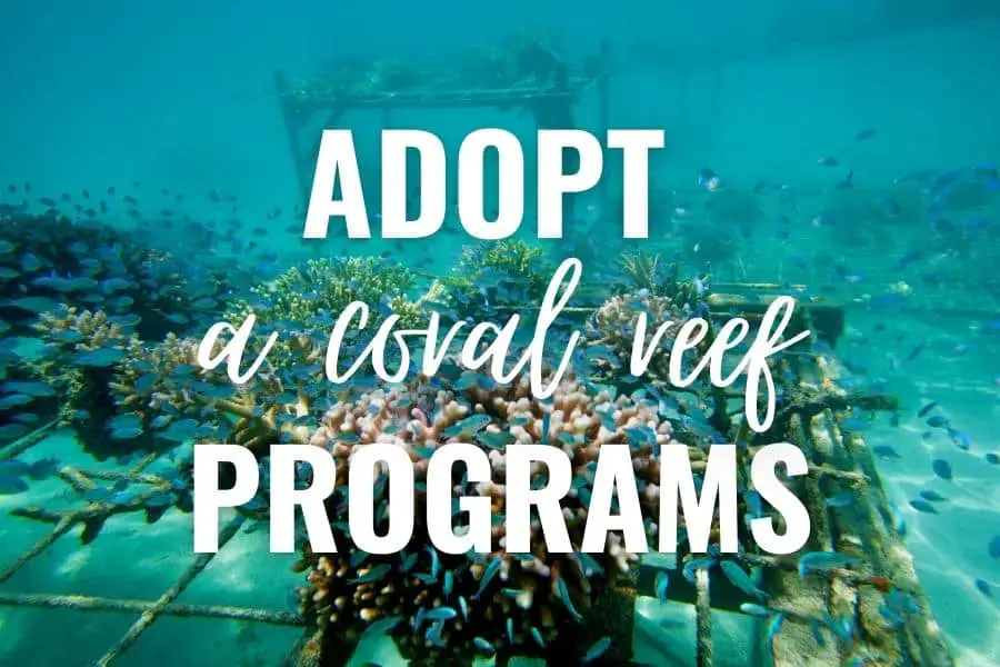 adopt a coral reef programs