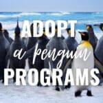 adopt a penguin programs